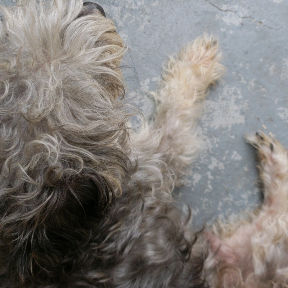 Meet your Posher, Rosie